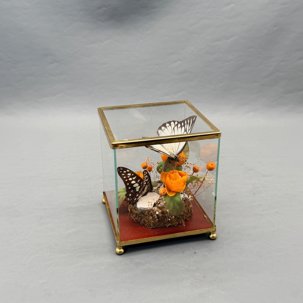 VTG Taxidermy Butterfly 2 Mounted Real Specimens Brass Glass Terrarium Display